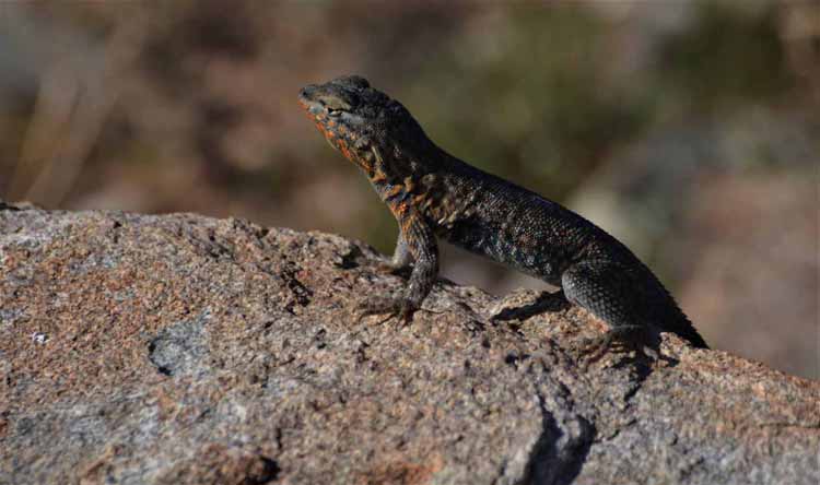 lizard